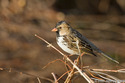 Harriss Sparrow in Delaware