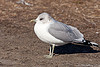 Mew Gull in NYC