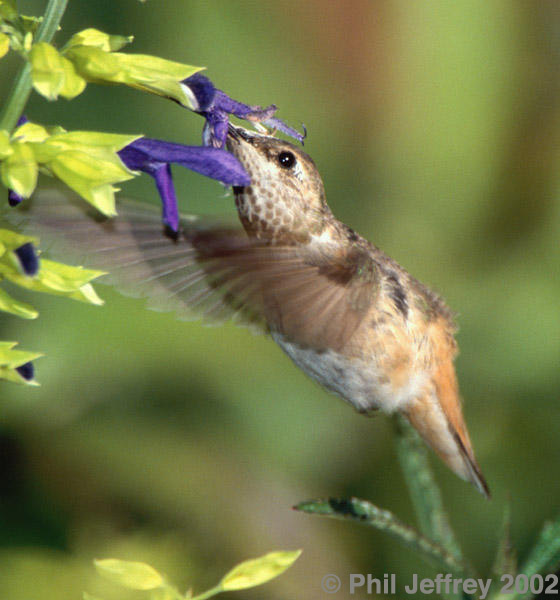 Allen's Hummingbird