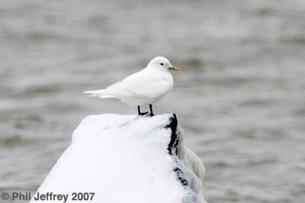 Ivory Gull