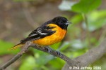 Baltimore Oriole