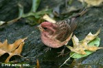 Purple Finch