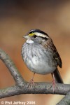 White-throated Sparrow