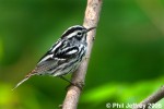 Black-and-white Warbler
