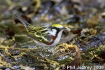 Chestnut-sided Warbler