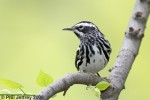 Black-and-white Warbler