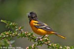 Baltimore Oriole