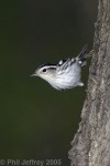 Black-and-White Warbler