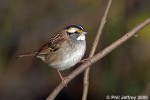 White-throated Sparrow