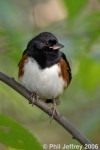 Eastern Towhee