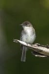Eastern Phoebe (EAPH-002)