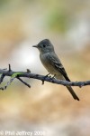 Western Wood-Pewee
