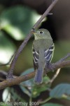 Yellow-bellied Flycatcher