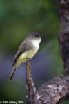 Eastern Phoebe