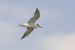 Common Tern (COTE-001)