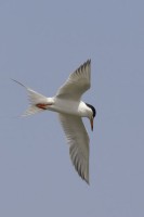 Highlight for Album: Gulls and Terns