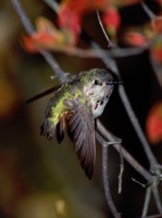 Highlight for Album: Hummingbirds