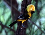 probable Altamira Oriole X Hooded Oriole hybrid