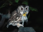 Eastern Screech-Owl with Northern Parula