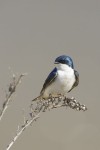Tree Swallow (TRES-001)