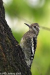 Yellow-bellied Sapsucker