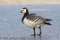 Barnacle Goose