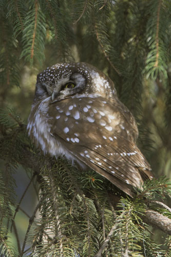Boreal Owl