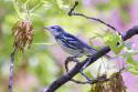 Cerulean Warbler
