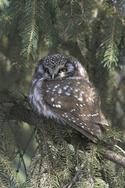 Boreal Owl in Central Park