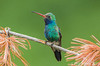 Broad-billed Hummingbird, Madera Cyn, AZ