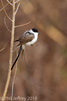 Fork-tailed Flycatcher in Stamford CT