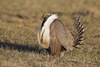 Greater Sage-Grouse in Colorado