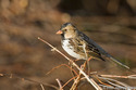 Harriss Sparrow in Delaware