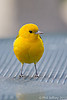 Prothonotary Warbler in NYC