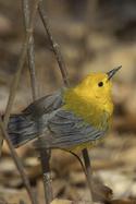 Prothonotary Warbler in Forest Park Queens