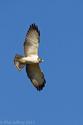 Short-tailed Hawk in Florida