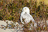 Snowy Owl in coastal New Jersey