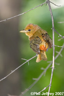 Summer Tanager in Central Park