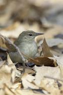 Swainson's Warbler in Forest Park Queens
