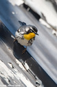 Yellow-throated Warbler in Central Park