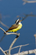 Great Kiskadee