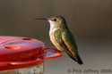 Rufous Hummingbird